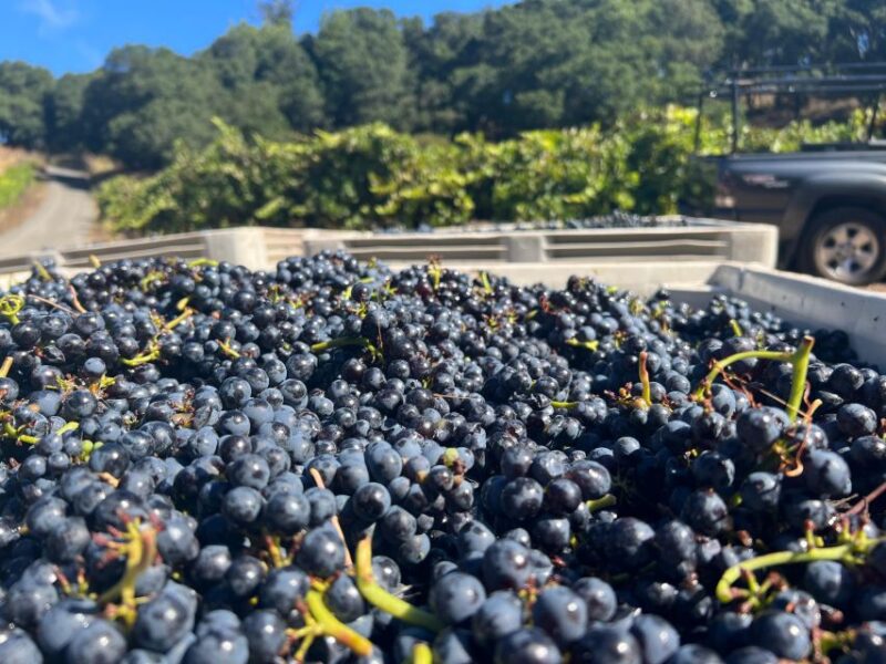 Sonoma Wine Rides: Join in Small Group Wine Tasting Tours - Tour Highlights