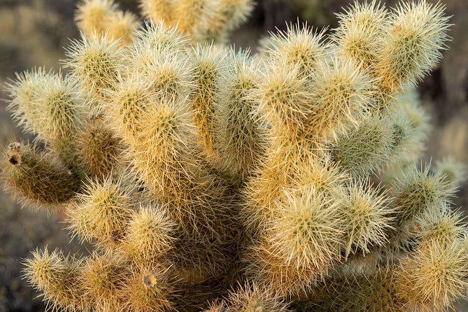 Sonoran Desert Jeep Tour - Safety & Health Requirements