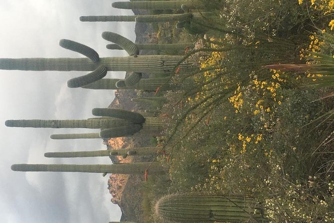 Sonoran Desert- Wild Foods and Traditional Skills - Schedule and Availability