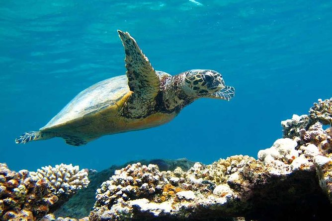 Sorkeling Trip to the White Island & Ras Mohammed - Highlights of the Trip