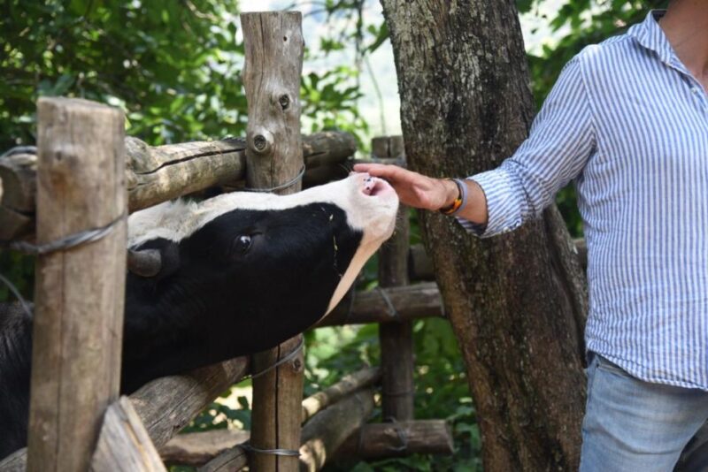 Sorrento Farm Experience: Pizza, Cheese, Wine & More - Hands-On Pizza Workshop