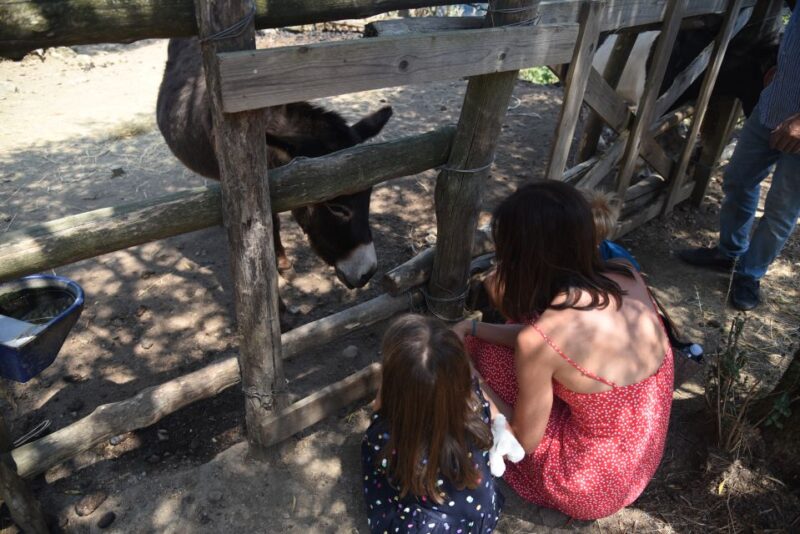 Sorrento: Farm Tour With Cheese Tasting & Pizza Making Class - Tour Features