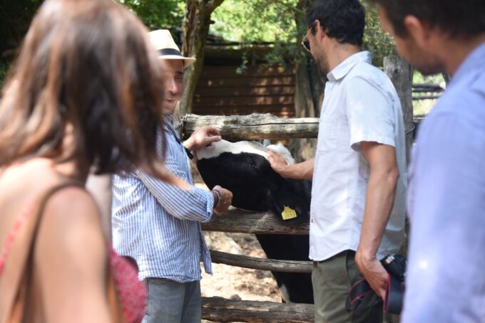 Sorrento: Farm Tour With Cheese Tasting & Pizza Making Class - Customer Reviews