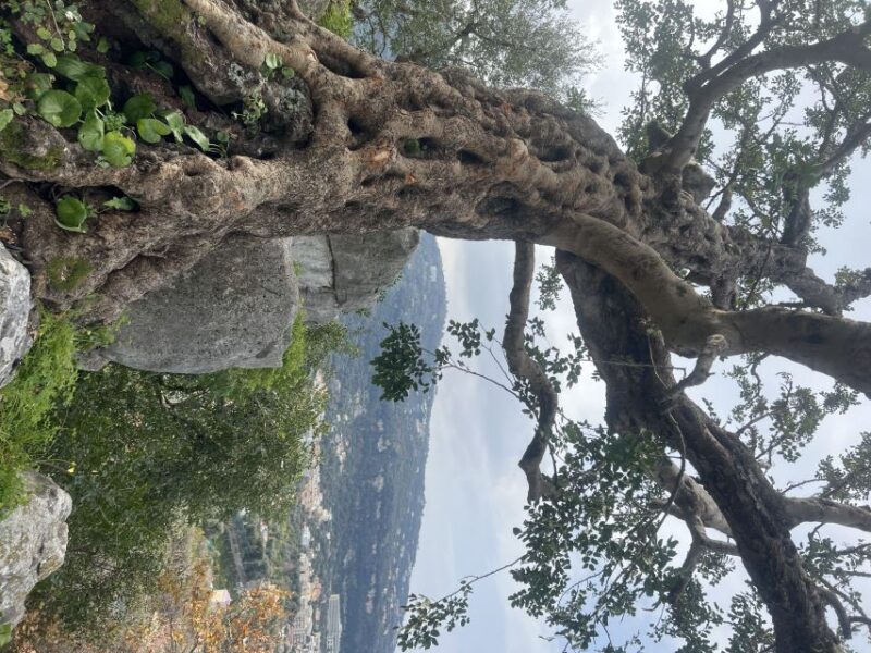 Sorrento: From the Hills to the Sea Hiking Tour - Tour Details