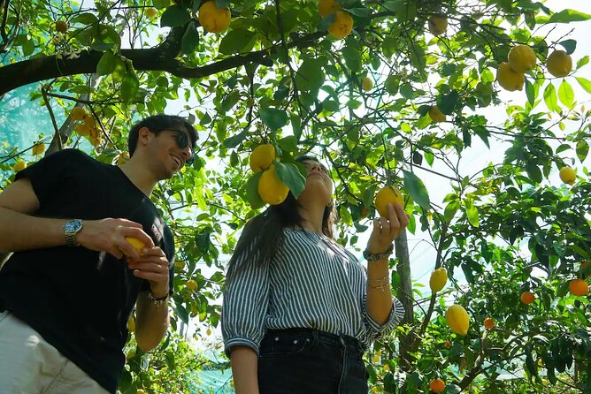 Sorrento Lemon Experience in a Farmhouse With Limoncello Tastings - Key Points
