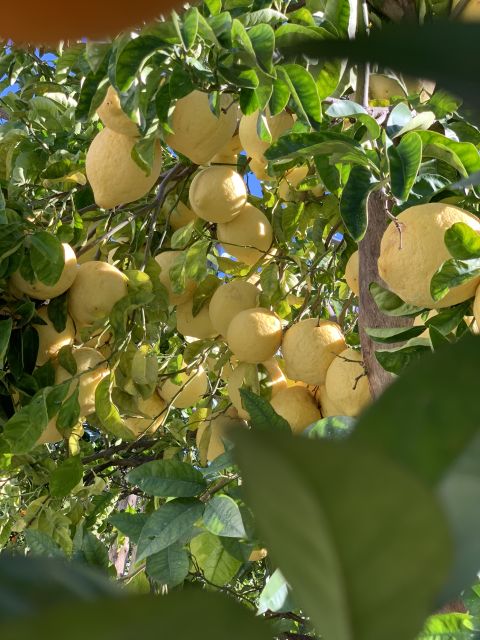 Sorrento: Lemon Garden Tour With Marmalade Tasting - Key Points