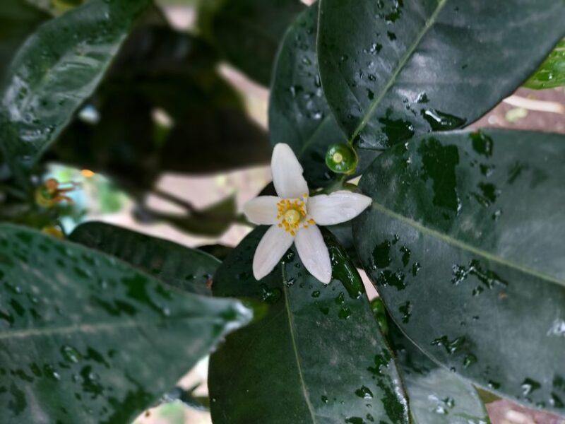 Sorrento: Lemon Garden Tour With Marmalade Tasting - Customer Reviews