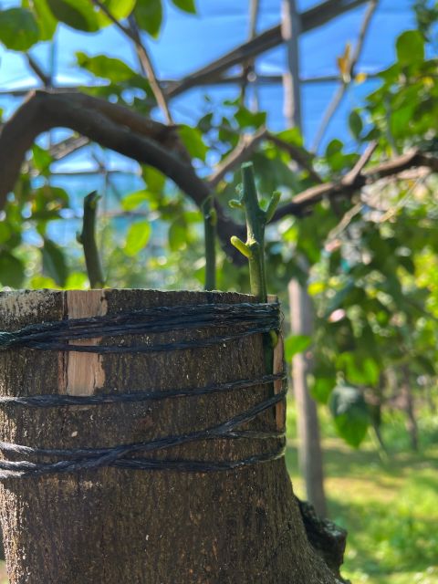 Sorrento: Lemon Garden Tour With Marmalade Tasting - Lemon Garden Exploration