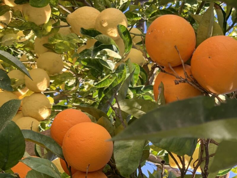 Sorrento: Lemon Garden Tour With Marmalade Tasting - Included Features