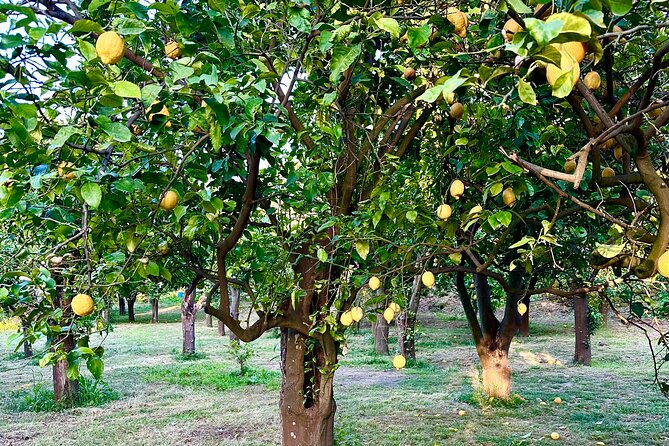 Sorrento Lemon Tour and Tasting of Local Products - Meeting the Local Guide