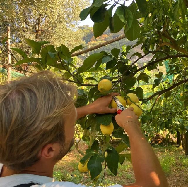 Sorrento: Limoncello Experience in a Farmhouse With Tastings - Key Points