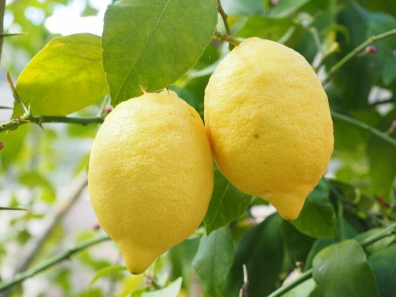 Sorrento: Oil, Cheese, and Lemon Tour - Cheese Factory Exploration