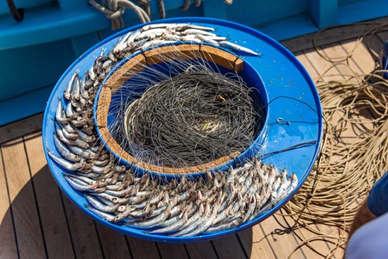 Sorrento: Sea-Fishing Tour With Lunch Onboard - Key Points
