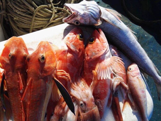 Sorrento: Sea-Fishing Tour With Lunch Onboard - Reserve Now and Pay Later