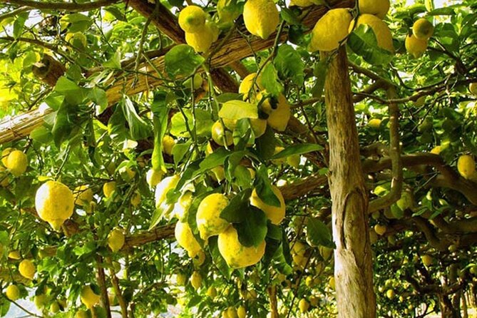 Sorrento Walking Tour With Limoncello Tasting - Discovering Piazza Tasso
