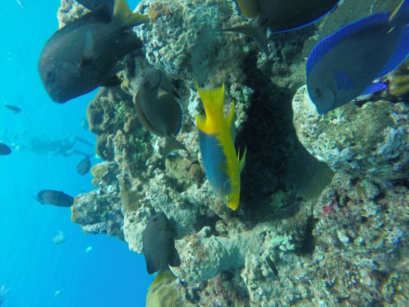 Sosua Catamaran Excursion - Ratings and Feedback