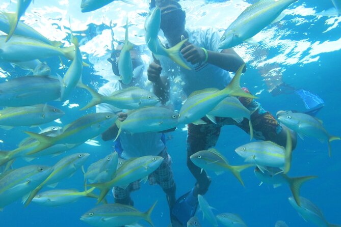 Sosua Party Boat - Private Tour-Snorkeling- Ambar Cove -Taino Bay - Tour Experience Expectations