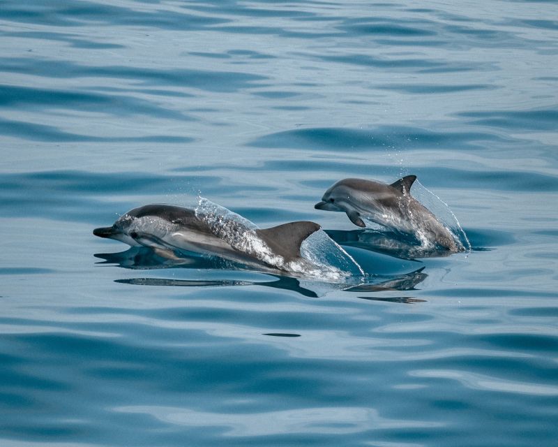 Sotogrande: Dolphin Watching Boat Trip With Drink - Key Points