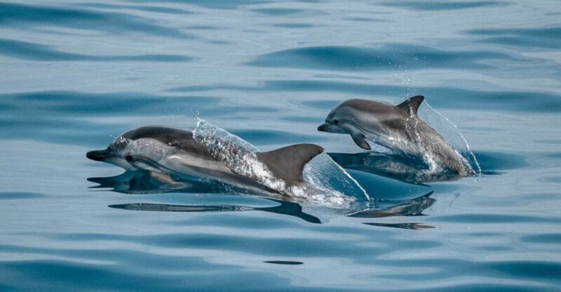 Sotogrande: Dolphin Watching Boat Trip With Drink - Highlights of the Boat Trip