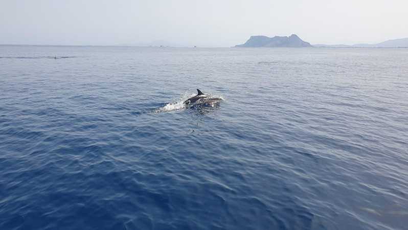Sotogrande: Dolphin Watching Experience With Expert Crew - Eco-Friendly Hybrid Vessel