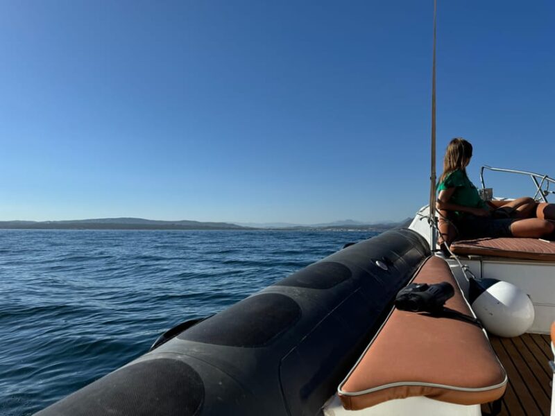 Sotogrande: Dolphin Watching Experience With Expert Crew - Year-Round Dolphin Sightings