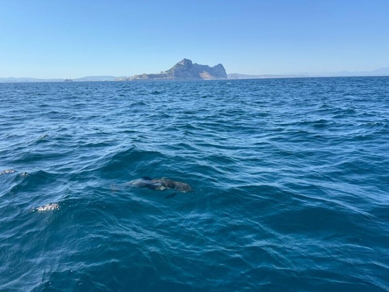 Sotogrande: Dolphin Watching Experience With Expert Crew - Hydrophone for Sound Experience