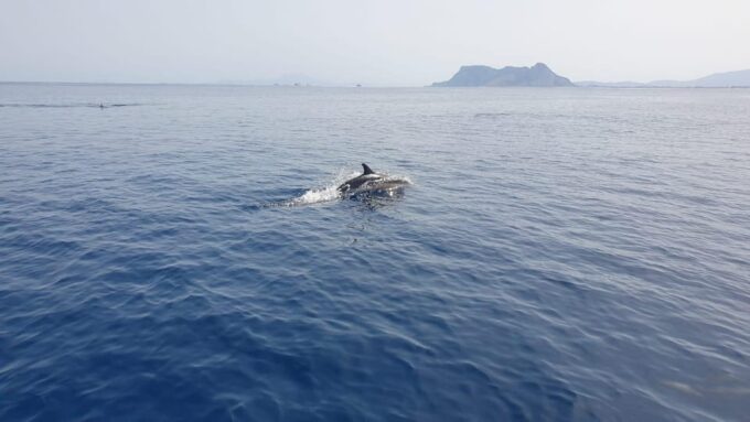 Sotogrande: Dolphin Watching Experience With Expert Crew - Tour Inclusions