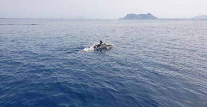 Sotogrande: Dolphin Watching Experience With Expert Crew - Customer Feedback