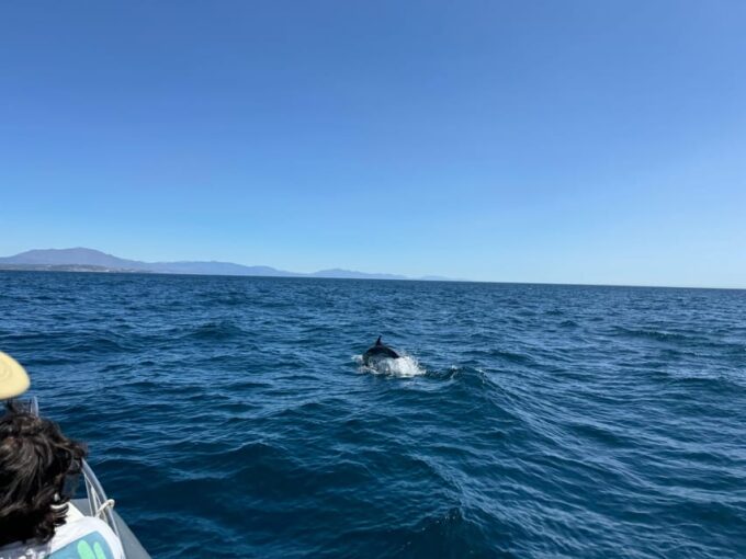 Sotogrande: Dolphin Watching Experience With Expert Crew - Frequently Asked Questions