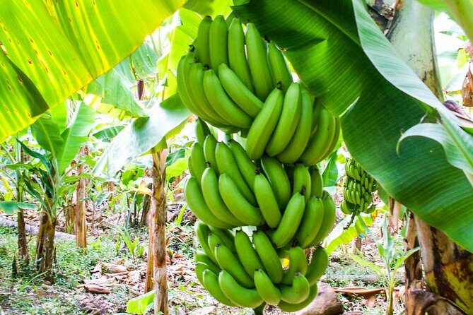 Soufriere Island Delight - FAQ