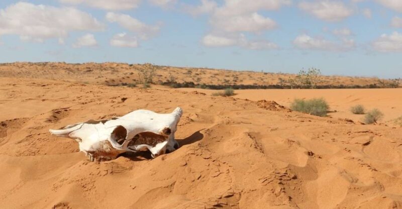 Souss-Massa National Park: Full Day Jeep Tour With Lunch - Key Points