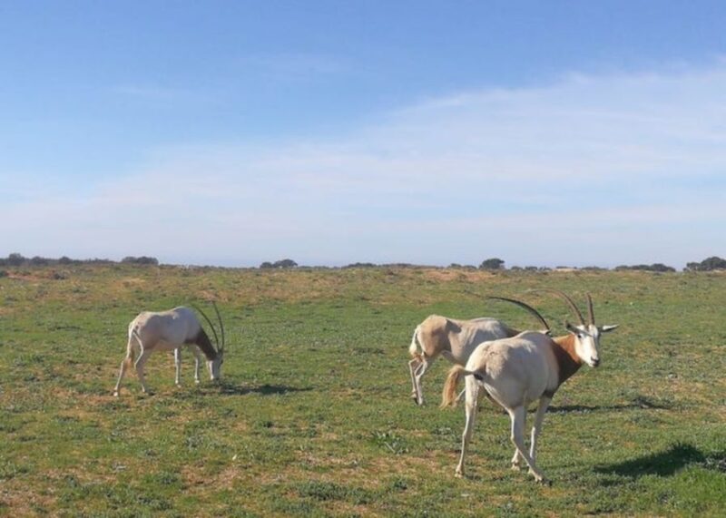 Souss-Massa National Park: Full Day Jeep Tour With Lunch - Endangered Species Sightings