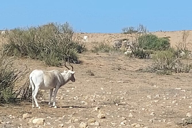 Souss Massa National Park Half Day Trip From Agadir - Birdwatching Opportunities
