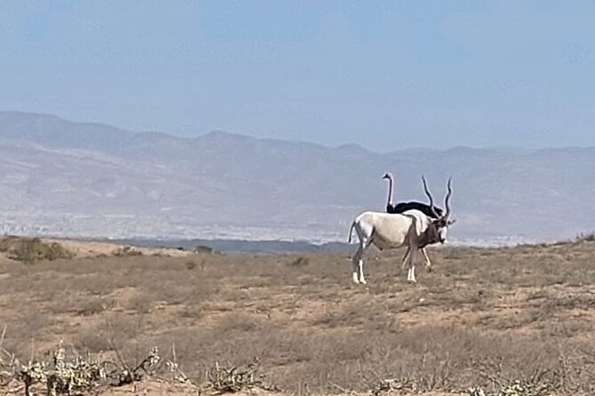 Souss Massa National Park Half Day Trip From Agadir - Visit to Tiznit Market