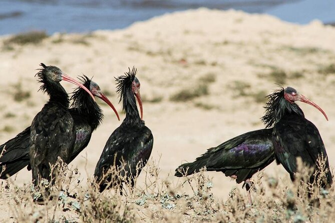 Souss Massa National Park Half Day Trip From Agadir - Pickup and Drop-off Details