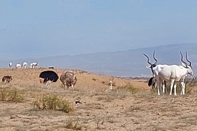Souss Massa National Park Half Day Trip From Agadir - Tour Inclusions and Exclusions