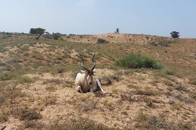 Souss Massa National Park Half Day Trip From Agadir - Additional Information
