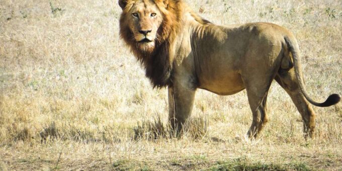 South Africa: 8-Day Womens Safari in Greater Kruger - Guide and Transportation