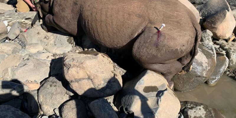 South Africa: Big 5 Game Reserve Conservation Volunteering - Key Points