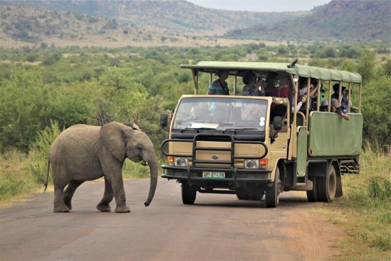 South Africa From Joburg: Elephant Sanctuary Half Day Tour - Key Points