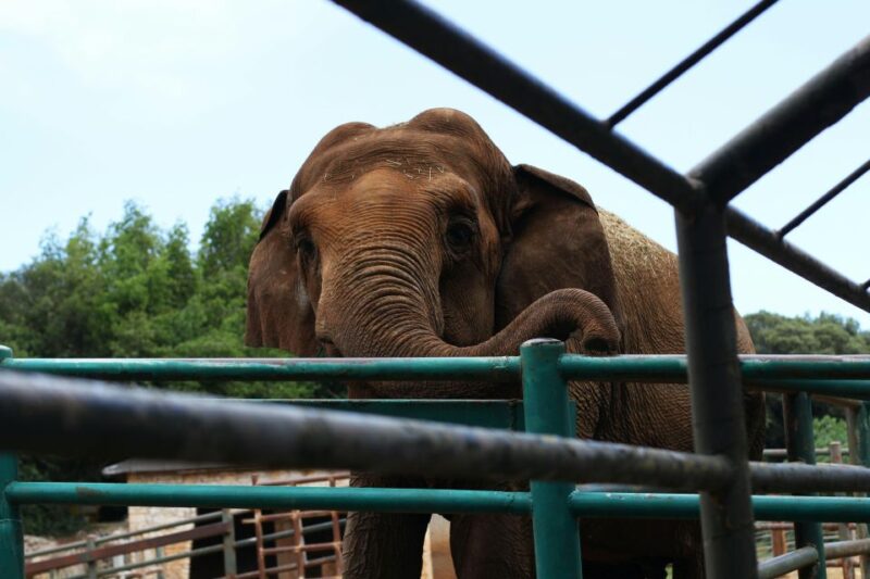 South Africa From Joburg: Elephant Sanctuary Half Day Tour - Highlights of the Experience
