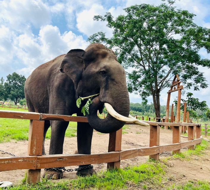 South Africa From Joburg: Elephant Sanctuary Half Day Tour - Pickup and Drop-off Locations