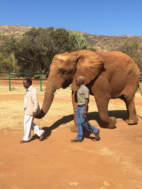 South Africa From Joburg: Elephant Sanctuary Half Day Tour - Learning About Elephant Behavior