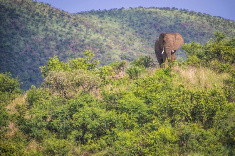 South Africa Joburg: Pilanesberg National Park Day Tour - Key Points