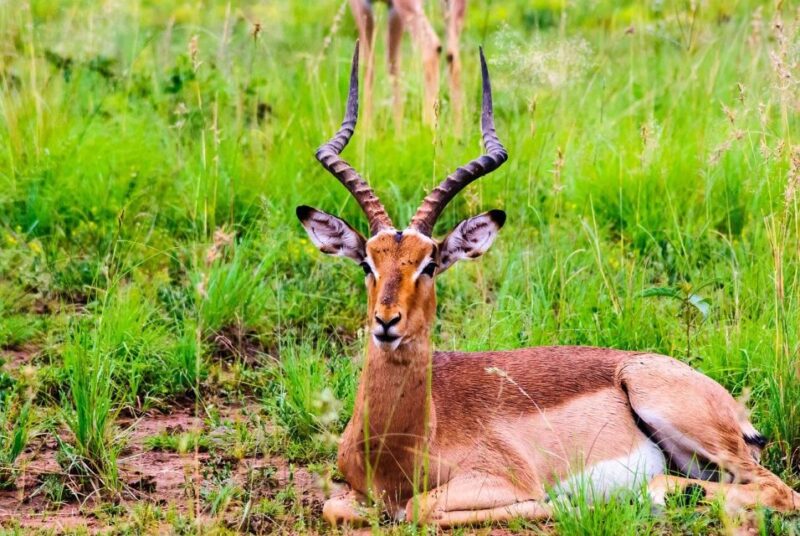 South Africa Joburg: Pilanesberg National Park Day Tour - Pilanesberg National Park