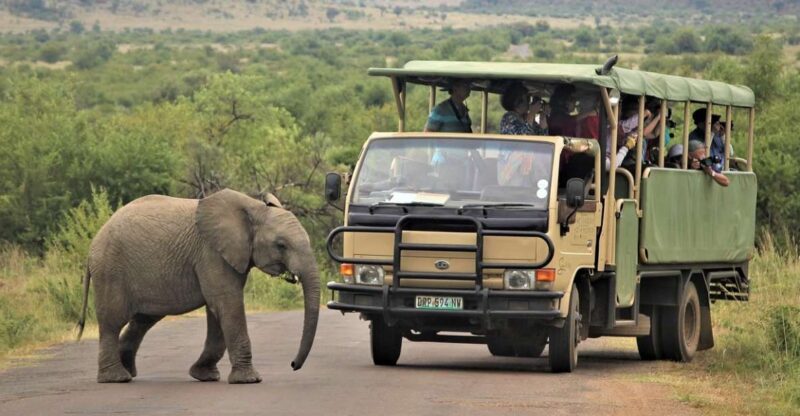 South Africa Joburg: Pilanesberg National Park Day Tour - Tour Itinerary