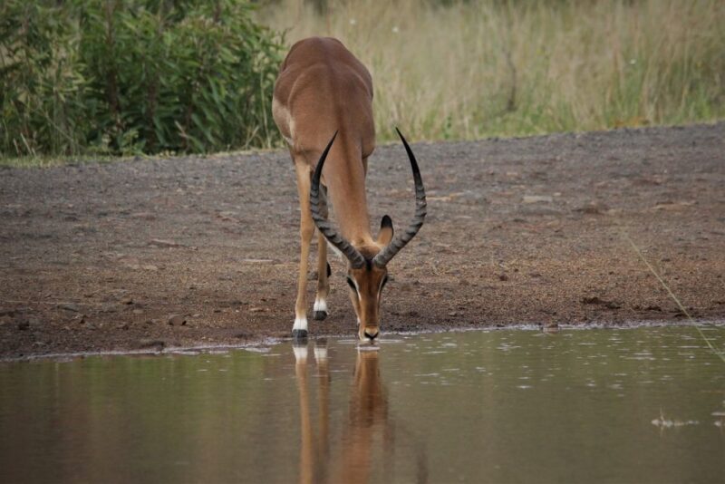 South Africa Joburg: Pilanesberg National Park Day Tour - Pickup and Drop-off