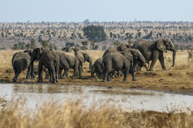 South Africa to Kruger National Park Adventure - Key Points