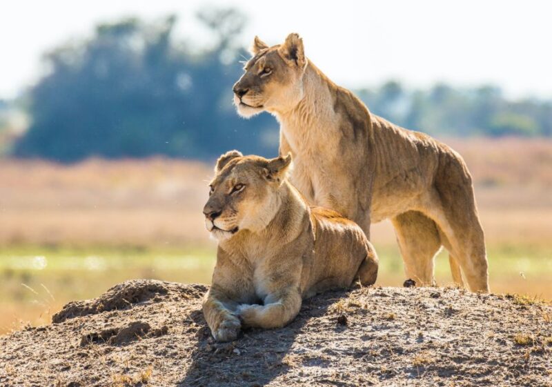 South Africa to Kruger National Park Adventure - Encountering the Big 5 in Kruger