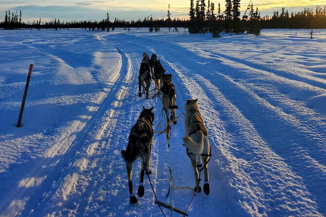 South Anchorage Turnagain Pass Spring Dog Sledding - Key Points